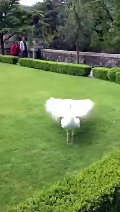 peacock dancing with her wings