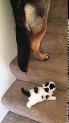 Un chien aide un chaton à monter des escaliers