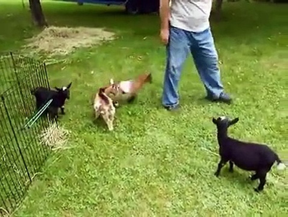 Une chêvre hyperactive ou raciste ?