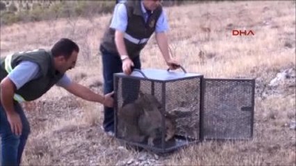 Kayseri Tedavi Edilen Yavru Kurtlar, Doğaya Bırakıldı