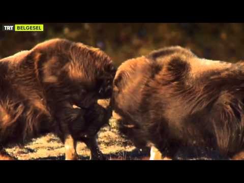 Yeni Yayın Dönemi - Tanıtım - TRT Belgesel