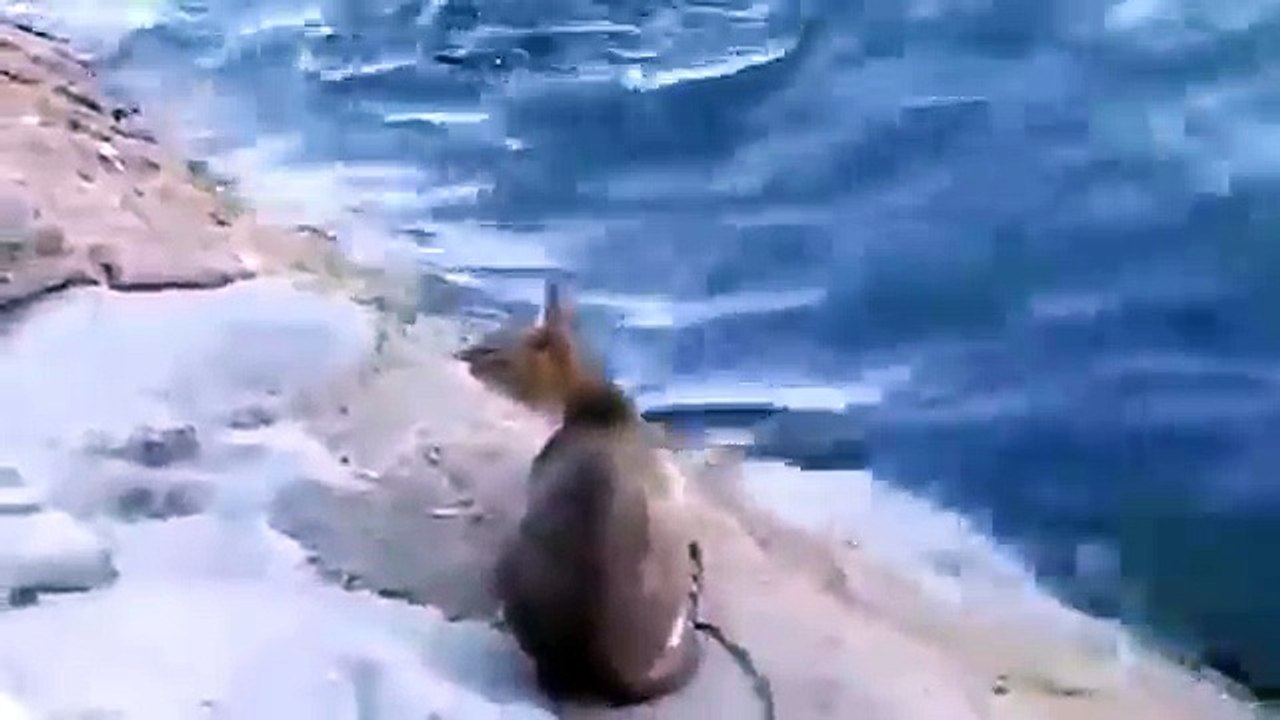 un chat pêche un poisson avec ses pattes !