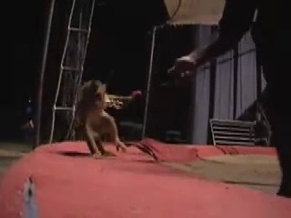 THE CIRCUS DIARIES