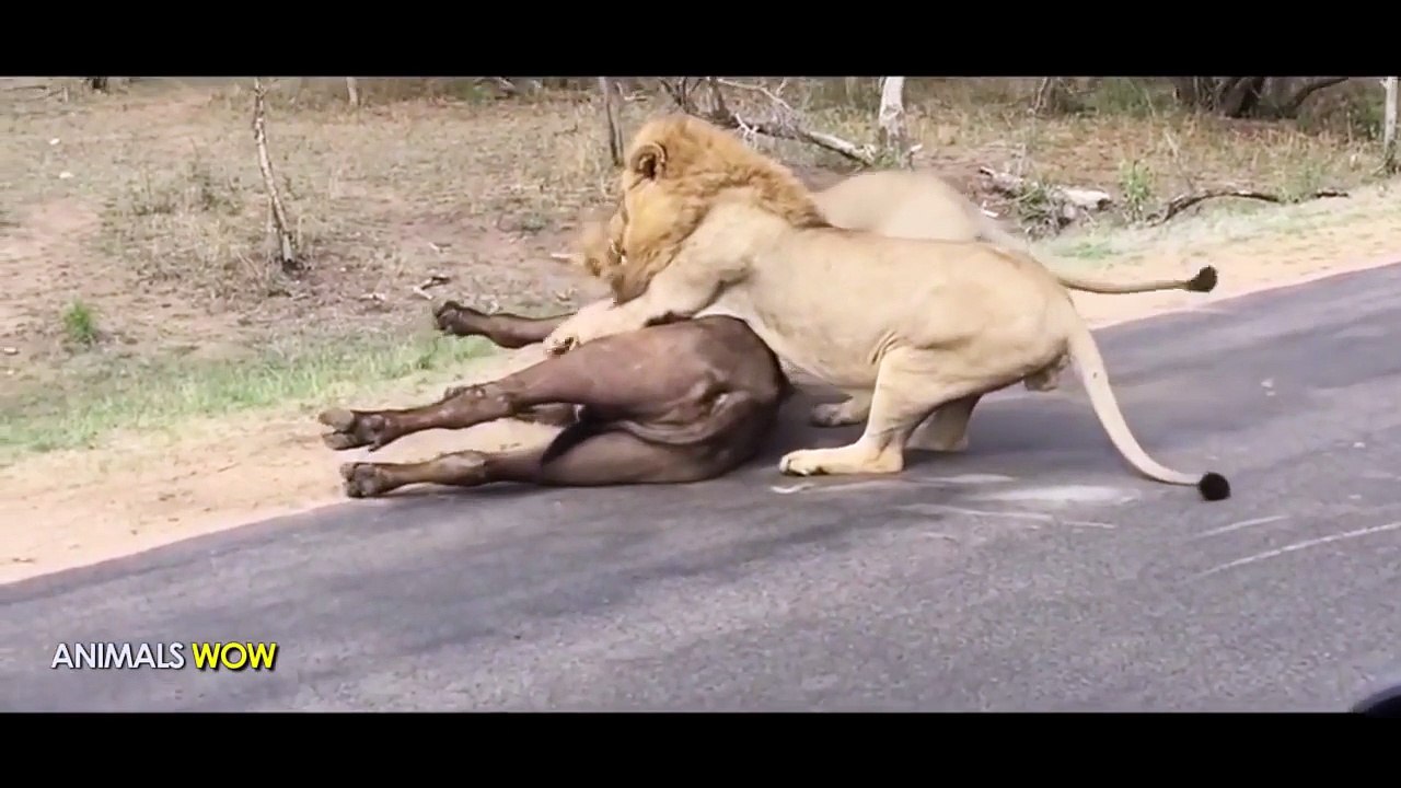 Most Amazing Wild Animal Attacks #16
