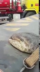 Impressionnant : un serpent de 400 kilos découvert dans une grotte au Brésil