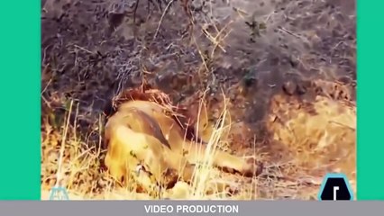 Cobra vs Lion vs Buffalo vs Tiger