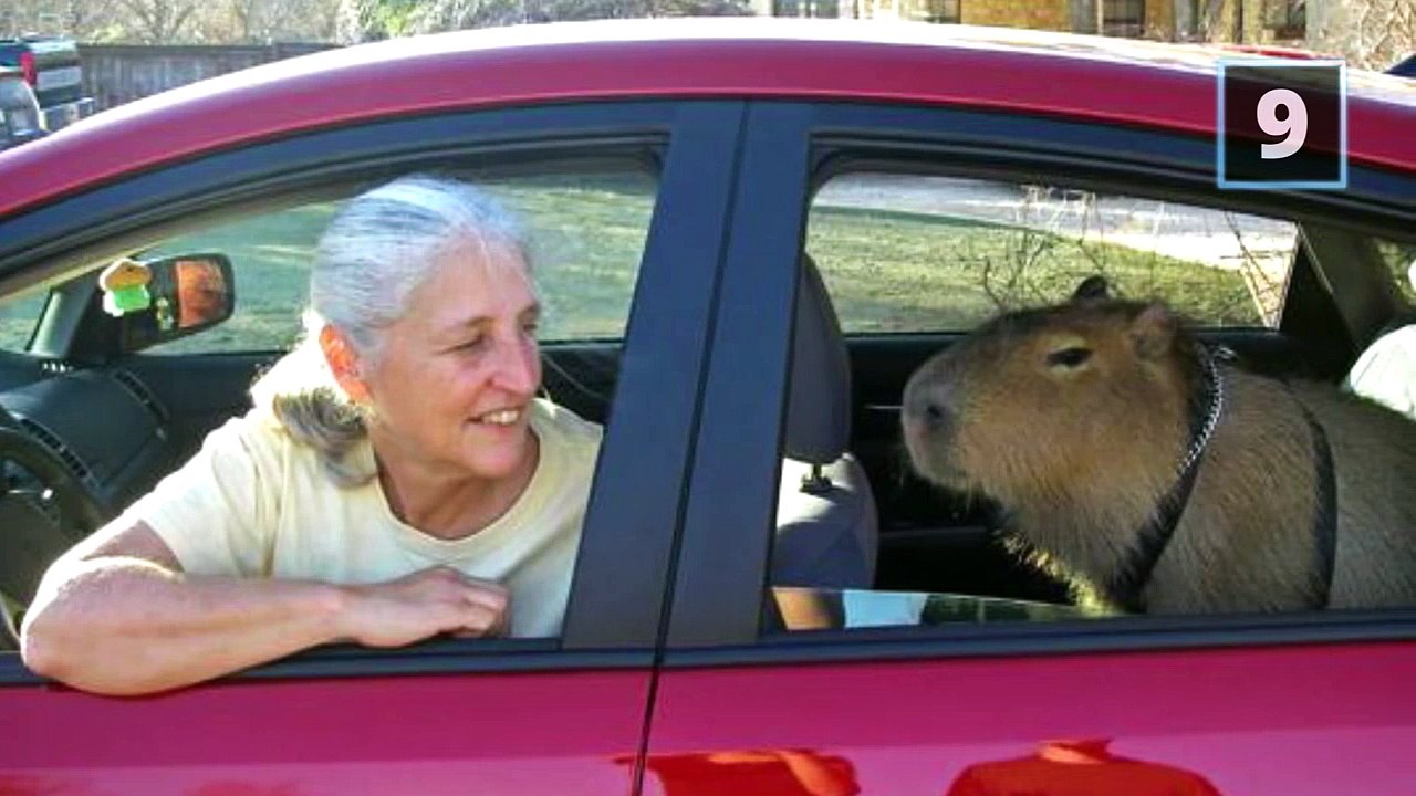 10 Weirdest Pets Ever