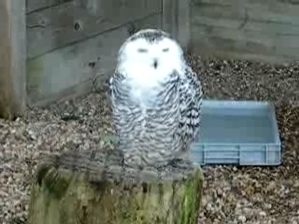 chouette des neiges Espace rambouillet aout 2007