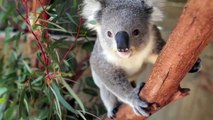 This Cuddling Koala is just too much