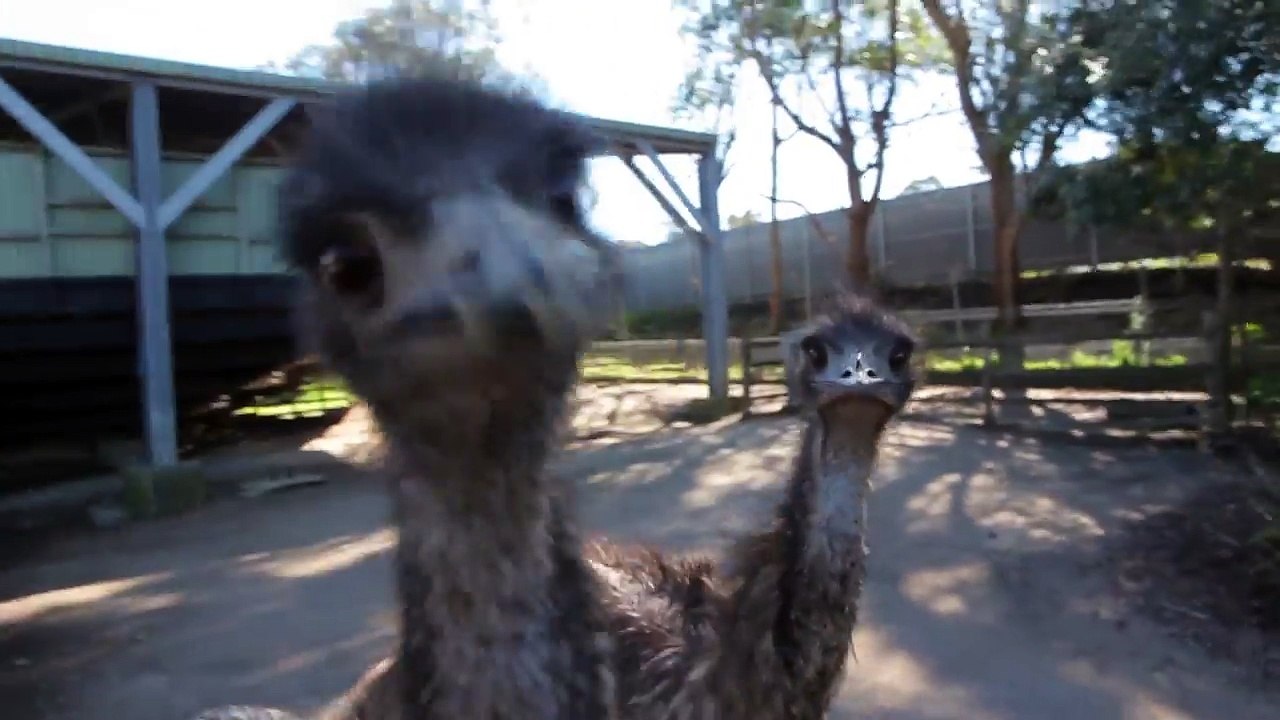 Emu vs Camera - Round 1