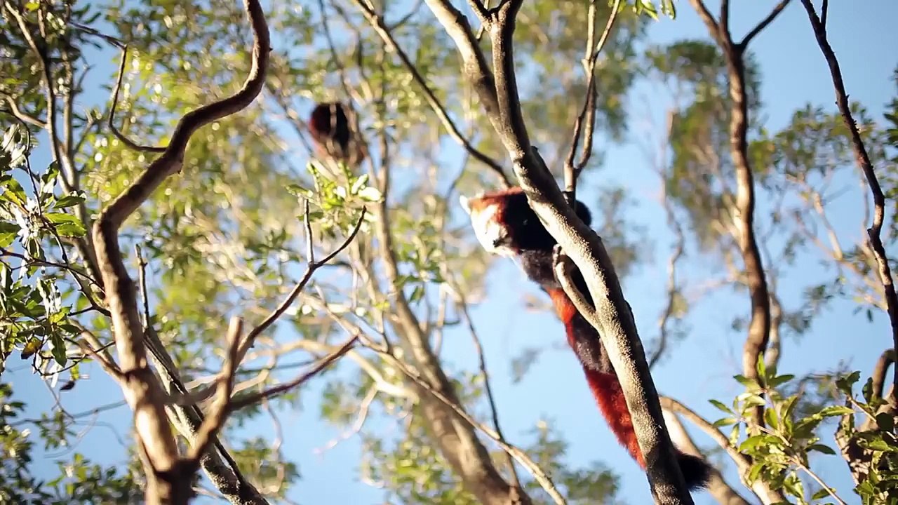 Red Panda Love