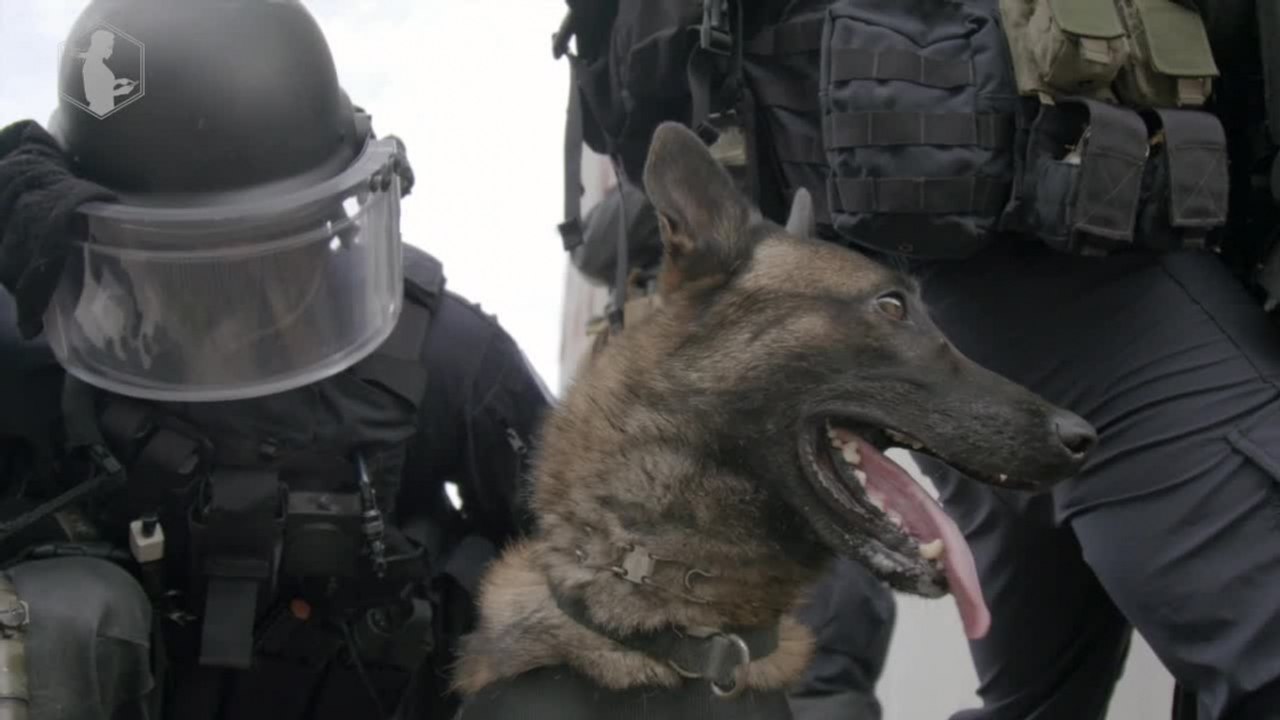 Graf, intervention squad dog of the GIGN (elite gendarmerie unit) -
