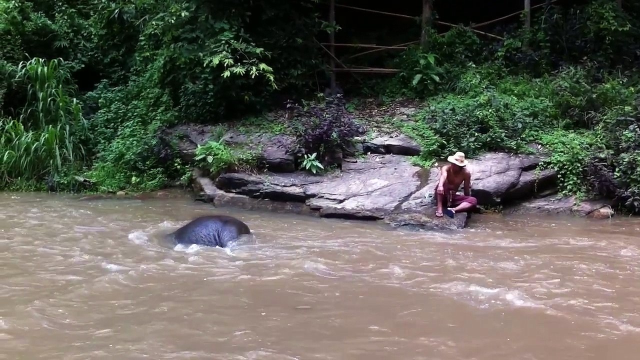 Une belle complicité entre un jeune éléphant et son cornac pendant une baignade !