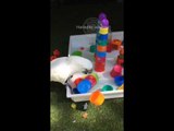 Vacationing Cockatoo Wreaks Havoc on Plastic Cups