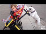 Gentle Dog Takes Care of Toddler