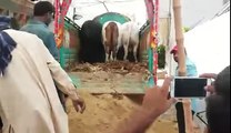 Special Eid Bull Unloading in Cow mandi Mut Watch Beautiful Animals