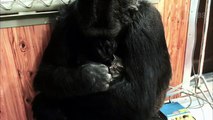 Koko, il gorilla prodigio che sa parlare con gli umani!
