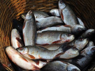 Bangladeshi Fish: A Look at Fish in Bangladesh 4