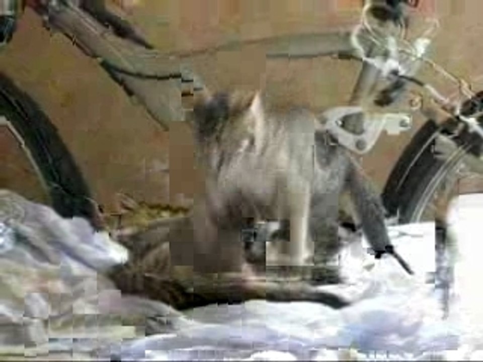 Baston Chatons
