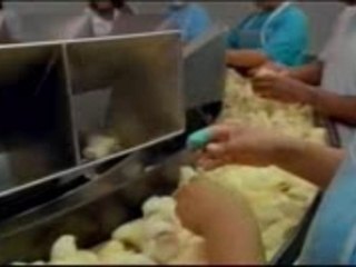 Humains Evolués = Poules Domestiquées