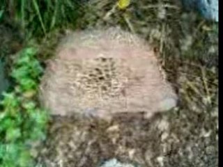 UN CAILLOU QUI CHANTE!!!