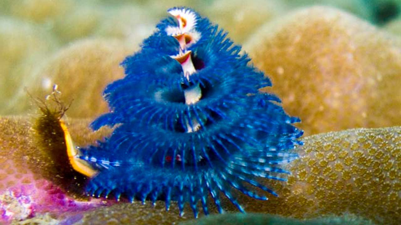 Top 10 Utterly Weird Sea Animals