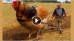 Hybrid Animals You Won't Believe Actually Exist - Video Dailymotion