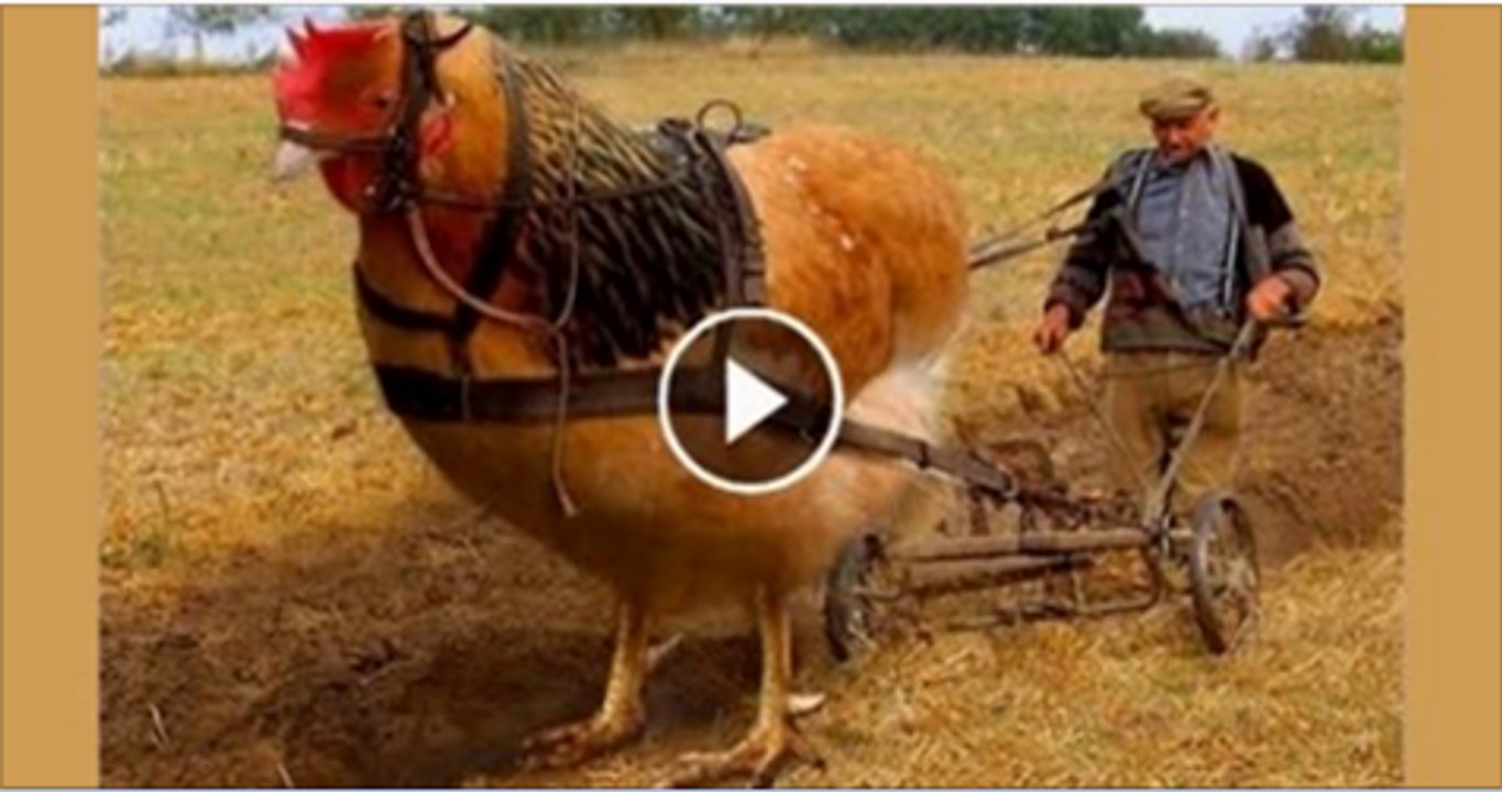 Hybrid Animals You Won't Believe Actually Exist - Video Dailymotion