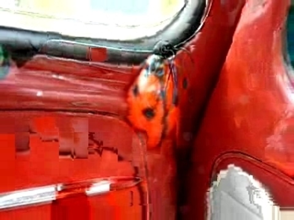 VW cox 1961 descente du col du soulor