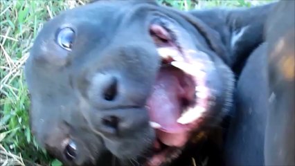 Pit Bull accarezzato sulla pancia