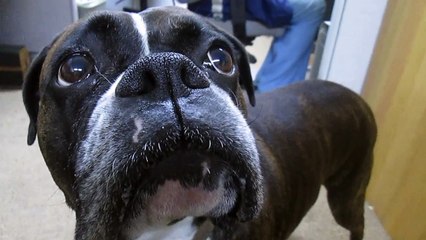 TALKING  BOXER AGAIN YEAH
