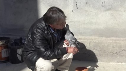 Görmeyen Güvercini "Pamuk"A Evladı Gibi Bakıyor