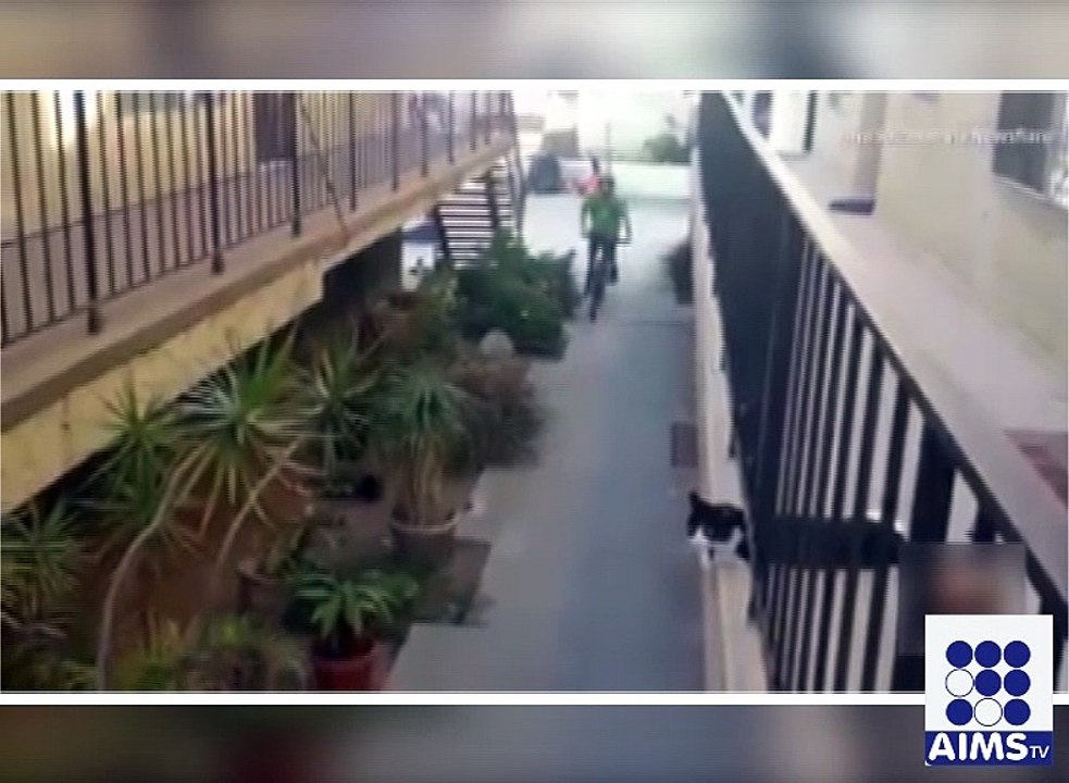 یہ بلی میری بہترین دوست ہے