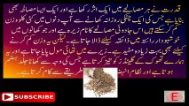 How to Lose Weight Fast - 10 Kg- Motapay Ka Ilaj In Urdu - Hindi -- موٹاپے کا حیرت انگیز علاج - YouTube