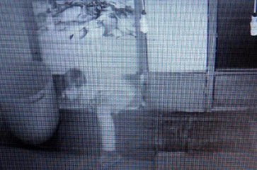 Balıkçıdaki Balık Hırsızlığı Güvenlik Kamerasında