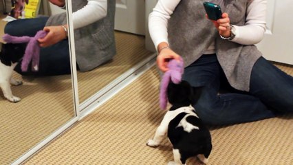 French Bulldog puppy first night at home