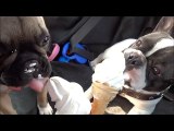 French Bulldog Puppy s first trip to the beach