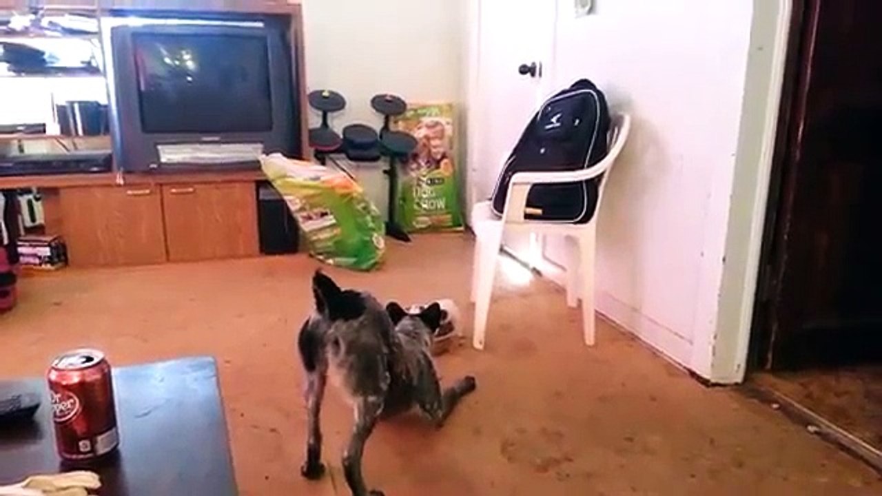 Il Cucciolo si fa rispettare