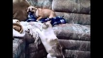 French bulldog vs cat