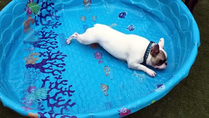 French bulldogs don t need water to swim