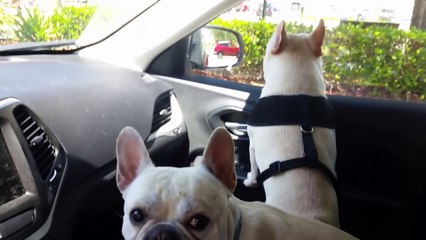 French Bulldogs excited about the dog park!