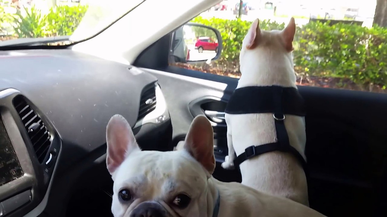 French Bulldogs excited about the dog park!