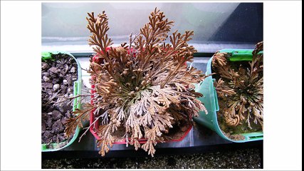 7 Secrets to Reversing Huntington's Disease Naturally and Quickly