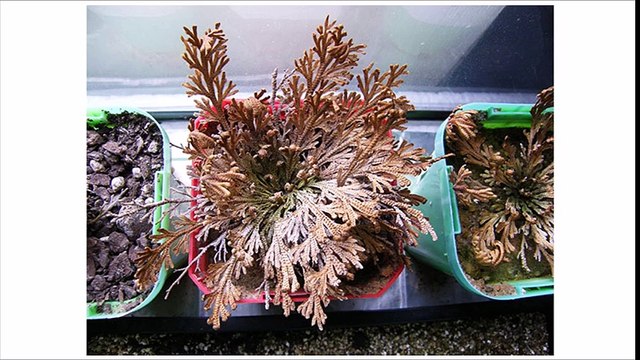 7 Secrets to Reversing Huntington's Disease Naturally and Quickly