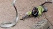 OMG ! Monkey Jumped on Dangerous Cobra - Deadly Fight
