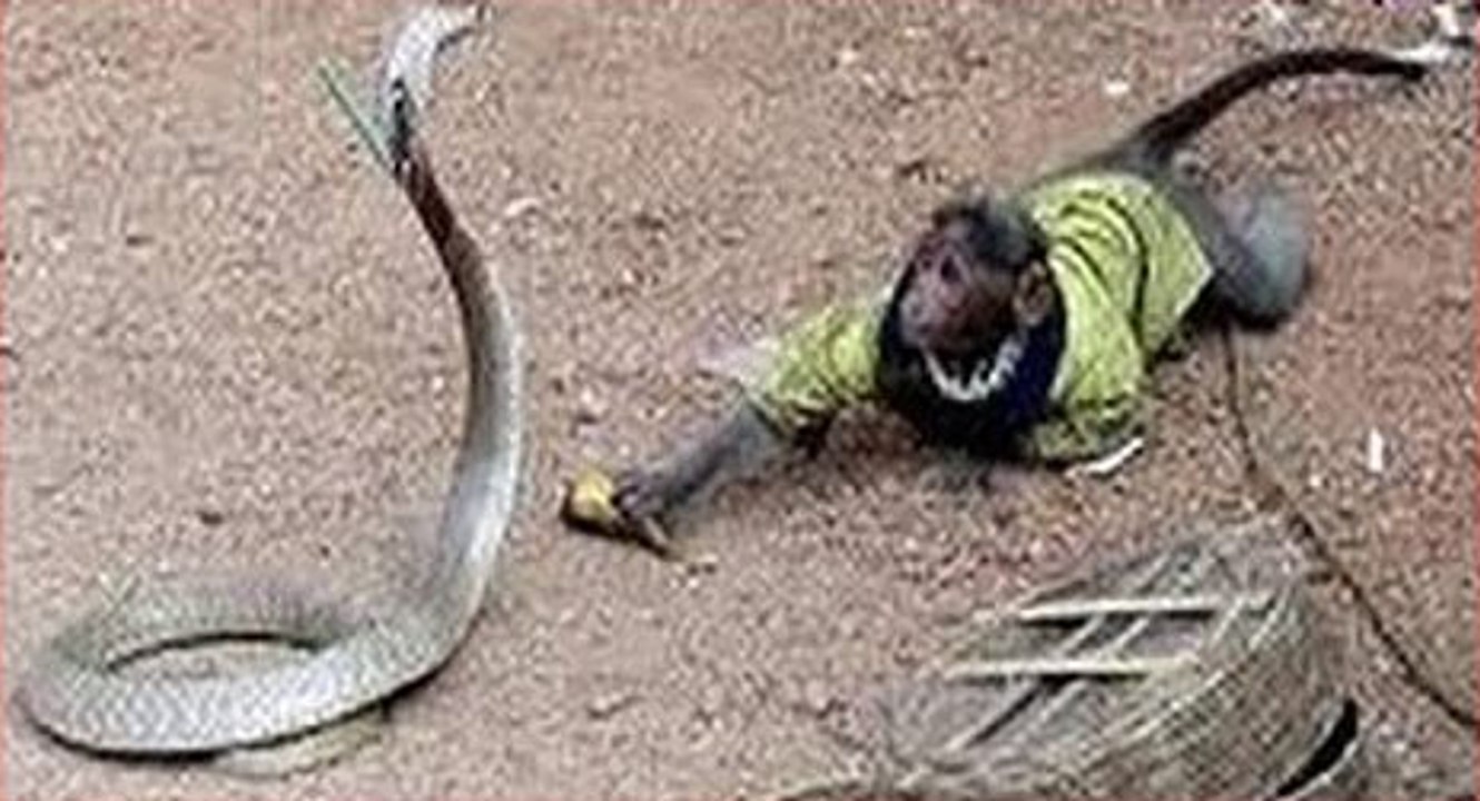 OMG ! Monkey Jumped on Dangerous Cobra - Deadly Fight