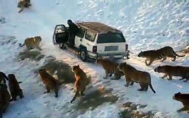 OMG Tigers Jumped up the tourist- Horror Video