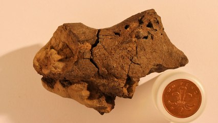 World's First Fossilized Dinosaur Brain Found