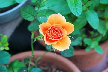 세종오피걸 신논현립카페 사이트 밤전닷컴