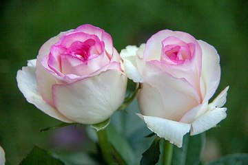 중구마사지 강남마사지 밤전닷컴